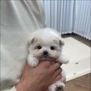 마마스미독 강아지 분양 김해점 이미지