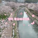 동삼 | [review] 부산 벚꽃 명소 ! 영도 동삼해수천로 벚꽃 후기 : 3/31일 개화 상태