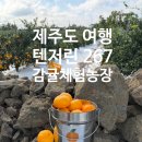 267 | 제주도 여행) 제주도 감귤따기 체험 &#34;텐저린 267체험농장&#34; 방문후기