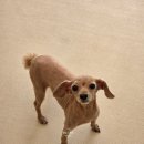 댕댕그루밍 이미지