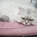 그르릉 이미지