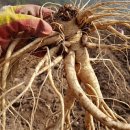 으뜸농약 이미지