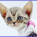 광주캐터리 이미지