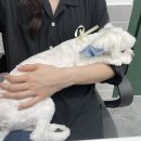 사개절펫살롱