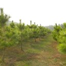 황금농장(2) 이미지