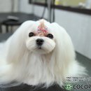 제니엔 코코 펫 네이버블로그