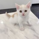 제이제이캣 이미지