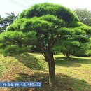 웅장청과 이미지