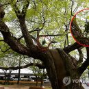 작은나무 이미지