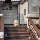 애견은 내친구 | [충남 태안] 조이앤원 애견펜션 방문 후기｜잔디마당 최고 반려견 숙소