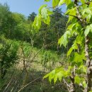 새순펜션 이미지