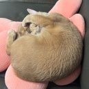 봄뜰요양병원 | 안산고대병원 편도절제수술 후기 1탄