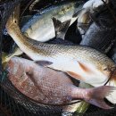 남용호좌대 이미지