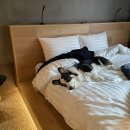 갱여사 수퍼마켓 | [숙소리뷰] 반려견 동반 리조트 홍천 소노펫 띵킹독 & 부대시설 & 셀프목욕
