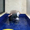 하토르 | 경주 풀빌라 하토르 D동 5명 이용후기(한여름 수영장,바베큐)