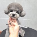 배곧애견미용 /월곶애견미용 마스터초이 푸들 두콩이 미용후기