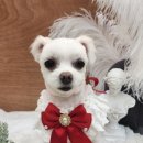 단델리온 견살롱 이미지