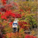 🐸청바지입고 가벼이 떠나는 가을여행..화담슢.🍁🍂 이미지