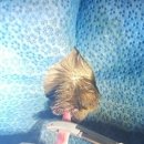 블루동물종합병원 이미지