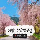 거창-위천-3 | 거창 수양벚꽃길 2026 경상도 벚꽃명소 추천