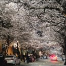 망원동 본가껍데기 본점 / 희우정로 벚꽃 보며 먹는 고깃집 후기 🌸🍖
