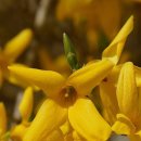 강일초등학교 이미지