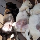 삼랑진팽나무펜션 이미지