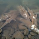 남한강 물고기 이미지