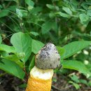 여름의 숲 이미지