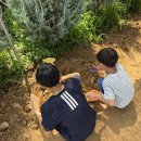 금송제2농장 | 용인 아이랑 가볼만한곳, 포레스트벨 체험농장 감자캐기 후기