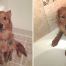 이불 속 댕댕이 이미지