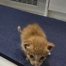 위더스동물의료센터 이미지