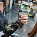 9골드렙타일