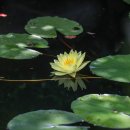 화.수.목(花.水.木 이미지