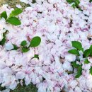 한빈메디 | 음식에 넣는 아로마 오일. 약리성허브 식물, 바질 - 영리빙코리아