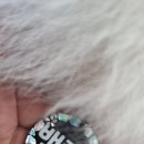 레진아트로 반려동물 이름표 키링 만들기 | 루이 솔직후기 | 러블리버블리 자개무드 레진 강아지 키링 인식표 사용후기