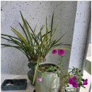 하루키즈풀빌라 이미지