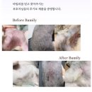 강아지 뷰티 | 강아지 전용 뷰티살롱, 수원 버프탕 이용 후기