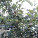 광시면010 이미지