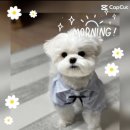 옆집이모 이미지