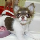 치와와 둥지 이미지