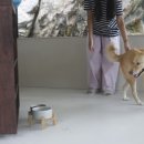 빌라누트 이미지