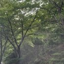 C10 | 대구 근교 캠핑장 추천 청도수리덤오토캠핑장 C10 명당자리 애견 동반 솔직 후기