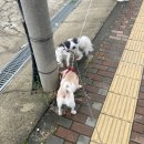 꾸미독 동탄애견미용 이미지