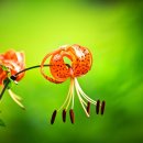 유한회사 야생초 이미지