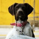 멍이와 양이 이미지