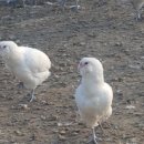 금산청계농장 이미지