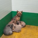 청산동물병원 이미지