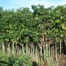 나무교역 이미지