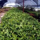 수종농장 이미지